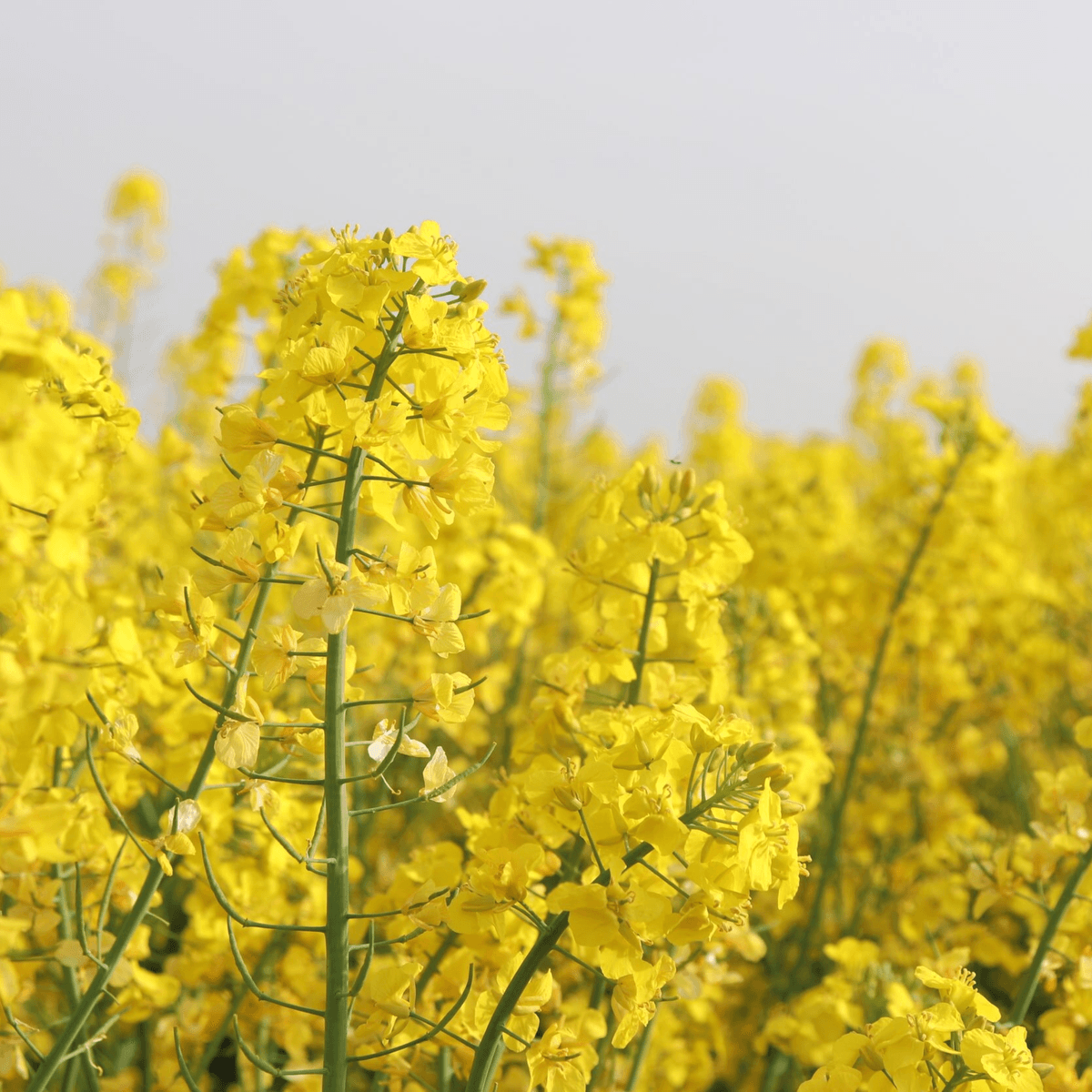 Партнеры по прогрессу