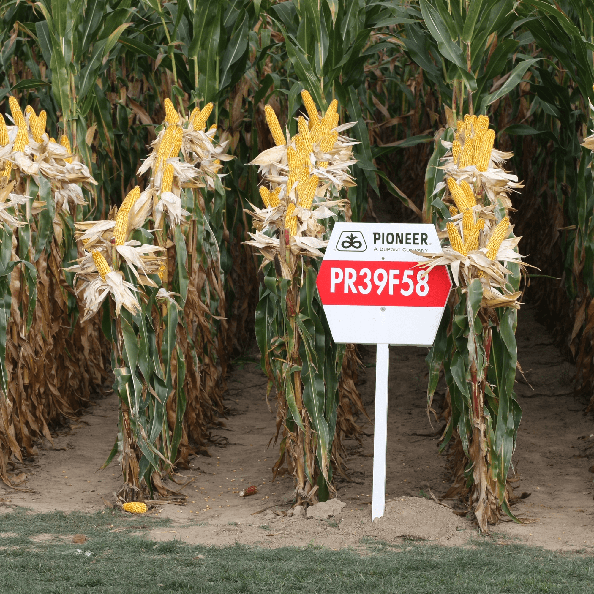 Выращивайте успех с качественными семенами сельскохозяйственных культур