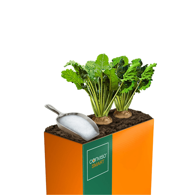 СМАРТ ДАНУТА